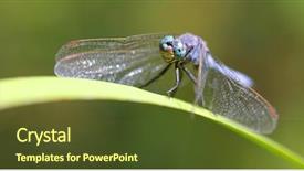  Presentation with dragonfly - Presentation design having macro of a blue dragonfly background and a tawny brown colored foreground