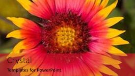  Presentation with yellow orange - Slides with macro-of-a-brilliant-pink background and a crimson colored foreground