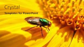  Presentation with fly - Presentation theme consisting of macro-of-a-common-fly background and a light gray colored foreground