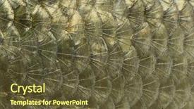  Presentation with skin - Cool new theme with macro of a common roach backdrop and a tawny brown colored foreground