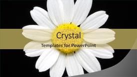  Presentation with gerbera daisy pink flower - Colorful slide deck enhanced with macro of a daisy flower backdrop and a yellow colored foreground