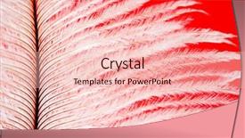  Presentation with feather - Slide set having macro-of-a-delicate-soft background and a lemonade colored foreground