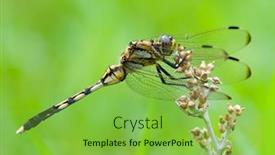  Presentation with dragon - Beautiful presentation theme featuring macro-of-a-dragon-fly backdrop and a seafoam green colored foreground