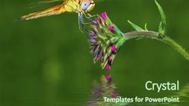  Presentation with dragonfly - PPT layouts consisting of macro of a dragonfly inn background and a tawny brown colored foreground