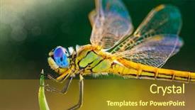  Presentation with dragonfly - Amazing PPT theme having macro of a dragonfly backdrop and a gold colored foreground