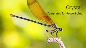  Presentation with dragonfly - Colorful theme enhanced with macro-of-a-dragonfly backdrop and a gold colored foreground