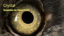  Presentation with eye - Cool new slides with macro-of-a-great-gray backdrop and a wine colored foreground