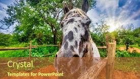  Presentation with horse head - Amazing PPT layouts having macro-of-a-horse-head backdrop and a red colored foreground