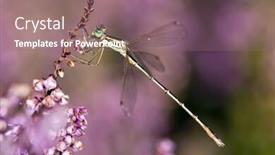  Presentation with flower - Presentation with macro-of-a-ischnura-species background and a coral colored foreground