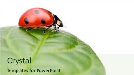  Presentation with ladybug - Cool new presentation with macro of a ladybug sitting backdrop and a mint green colored foreground