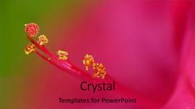  Presentation with extreme - Amazing PPT layouts having macro of a mirabilis jalapa backdrop and a crimson colored foreground