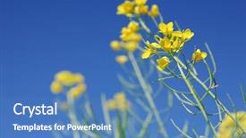  Presentation with brassica juncea - PPT layouts having clear blue sky - brassica juncea background and a teal colored foreground