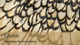  Presentation with feather - Colorful presentation design enhanced with macro of a sebright bantam rooster's feather backdrop and a yellow colored foreground