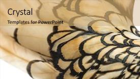  Presentation with feather - Beautiful slide set featuring macro of a sebright bantam rooster's feather backdrop and a yellow colored foreground