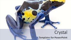  Presentation with blue yellow - Beautiful PPT theme featuring macro of a small amphibian backdrop and a light blue colored foreground