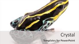  Presentation with poison - PPT layouts enhanced with yellow striped poison dart frog background and a light gray colored foreground