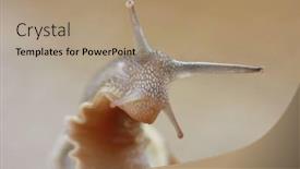  Presentation with snail - Beautiful presentation theme featuring macro-of-a-snail backdrop and a coral colored foreground