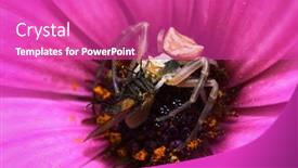  Presentation with spider - Slides having insect dishes - macro of a spider eating background and a coral colored foreground