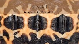  Presentation with tortoise - Slides enhanced with macro-of-a-spider-tortoise background and a coral colored foreground