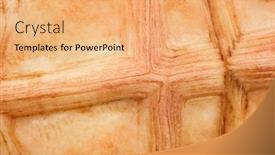  Presentation with tortoise - Presentation theme consisting of macro-of-a-spider-tortoise background and a coral colored foreground