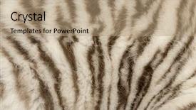  Presentation with royal bengal tiger - Beautiful theme featuring macro of a white tiger backdrop and a coral colored foreground