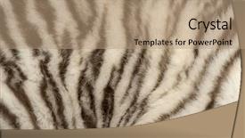  Presentation with save tiger - PPT layouts with macro of a white tiger background and a coral colored foreground