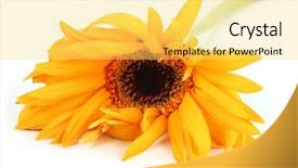  Presentation with lime green and white flower - Presentation enhanced with macro of a wilting flower background and a  colored foreground