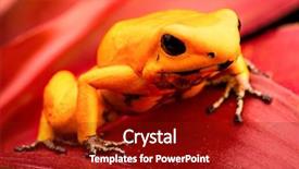  Presentation with tropical forest - PPT layouts having macro of a yellow amphibian background and a crimson colored foreground