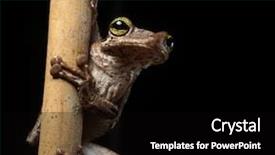  Presentation with tropical forest - PPT theme enhanced with macro of an exotic amphibian background and a black colored foreground