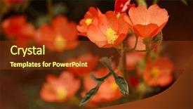  Presentation with red globe - Colorful PPT theme enhanced with macro of an orange globe backdrop and a tawny brown colored foreground