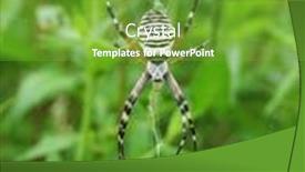  Presentation with spider web - Slide deck consisting of macro-of-argiope-spider background and a seafoam green colored foreground