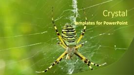  Presentation with spider web - PPT layouts with macro-of-argiope-spider background and a tawny brown colored foreground