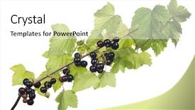  Presentation with currant - Theme with macro of black currant branch background and a white colored foreground