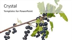  Presentation with currant - Cool new PPT theme with macro of black currant branch backdrop and a white colored foreground