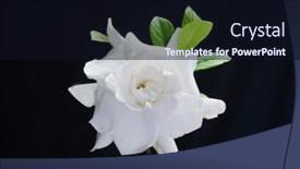  Presentation with jasmine flower - Cool new slides with macro-of-blooming-gardenia-jasmine backdrop and a wine colored foreground