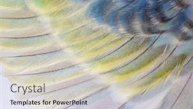  Presentation with rainbow - Theme having macro-of-blue-rainbow-feathers background and a soft green colored foreground