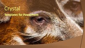  Presentation with pig - Beautiful PPT theme featuring macro-of-bush-pig-s backdrop and a tawny brown colored foreground