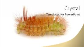  Presentation with larva - Presentation design having macro-of-butterfly-larva-isolated background and a white colored foreground