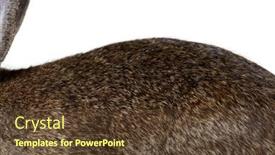  Presentation with rabbit - Presentation theme having macro-of-european-rabbit-hair background and a tawny brown colored foreground
