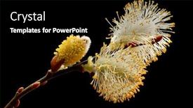  Presentation with black - Beautiful presentation design featuring macro-of-flowering-pussy-willow backdrop and a black colored foreground