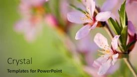  Presentation with almond - Theme consisting of macro of flowers of almond tree shallow dof focus on stamens background and a gold colored foreground