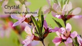  Presentation with almond - PPT theme having macro of flowers of almond tree shallow dof focus on stamens background and a yellow colored foreground