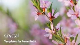  Presentation with almond - Audience pleasing slides consisting of macro of flowers of almond tree shallow dof focus on stamens backdrop and a violet colored foreground