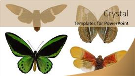  Presentation with butterflies - Presentation theme enhanced with macro-of-four-butterflies-isolated background and a coral colored foreground