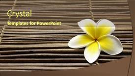  Presentation with frangipani flowers - Beautiful PPT layouts featuring macro of frangipani flowers on bamboo stick straw mat backdrop and a tawny brown colored foreground