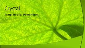  Presentation with biology - Beautiful slide set featuring macro of green leaf texture backdrop and a gold colored foreground