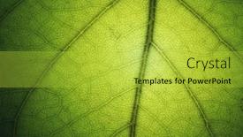  Presentation with green leaf - Slide set with macro-of-green-leaf-texture background and a yellow colored foreground