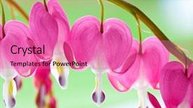  Presentation with heart flowers - Slides with macro of heart bleeding flowers background and a coral colored foreground