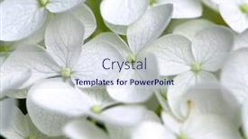  Presentation with botanical - Amazing PPT theme having macro of hydrangea flower botanical backdrop and a sky blue colored foreground