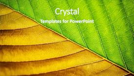  Presentation with element - Slide set enhanced with macro of leaf element of design shallow depth-of-field background and a shamrock green colored foreground